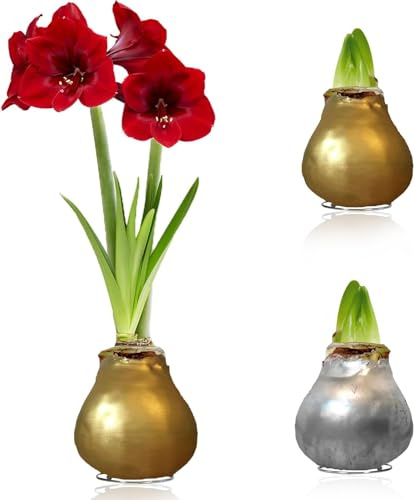 Amaryllis in Wachs Silber, Gold - Wachsamaryllis Blumenzwiebeln - Amaryllis Zwiebel in Großformat 26/28 - Exklusive Echte Pflanzen aus Holland, Hippeastrum (keine Samen,nicht künstlich)