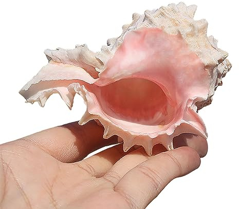 YUBAOLI 1 Grand Coquillage Naturel for Bernard-l'hermite, décoration de Plage, Loisirs créatifs et Aquariums - Accessoires de décoration côtière(Small)