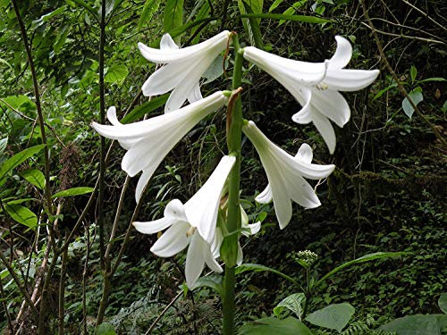 Riesenlilie, Baumlilie 10 Samen -cardiocrinum giganteum- *Die größte ihrer Art*