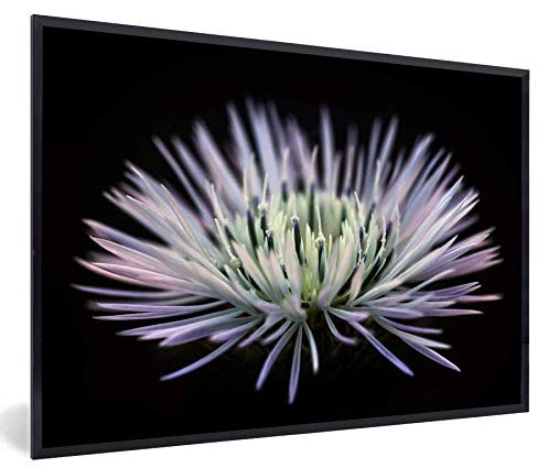 MuchoWow Poster Bilder Wanddeko Deko Wohnzimmer 30x20 cm Flieder - Blume - Schwarz