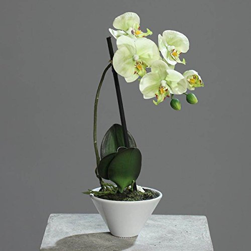 Künstliche – Orchidee Künstliche 1 Fahnenstange in Schale Keramik H 37 cm creme grün – Farbe: creme grün