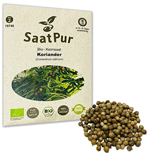 Koriander BIO Keimsprossen von SaatPur - Sprossen, Microgreen - 50g