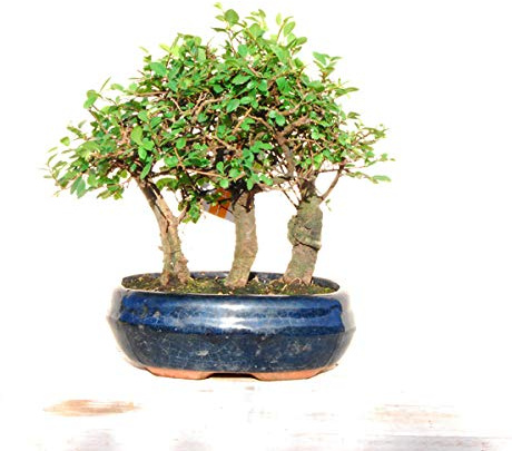 Bonsái Zelkova Parvifolia 9 Años Estilo Bosque Bonsái Olmo Chino