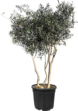 Sunny Tree - Olivier Olea Europaea en forme d'arbuste - Buisson - 180-200 cm de haut - 20 ans - Olea europaea - Résistant au froid jusqu'à -18 ans - fruitier - Endroits ensoleillés - Oliviers