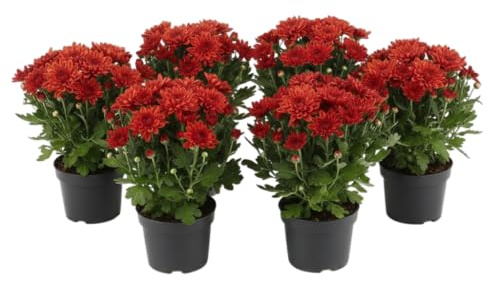 Seis Crisantemos Naturales en Maceta DECOALIVE | Pack Hogar con Color Pack de 6 Plantas para Interior y Exterior