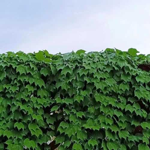 Semi di vite selvatica, balcone Vite americana, decorazioni giardino per esterni giardino per giardinieri rampicanti resistenti 550pcs