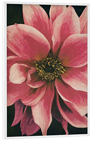 artboxONE Poster mit weißem Rahmen 75x50 cm Natur Dahlie - Bild dahlie Blume blumenmakro
