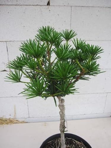 Japanische Schirmtanne Kobito - Zwergschirmtanne - Sciadopitys verticillata