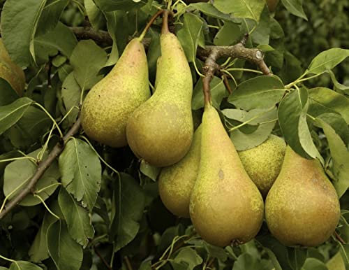Direct Plants Pear Conference Fruit Tree 6ft Tall Supplied in a 12 Litre Pot