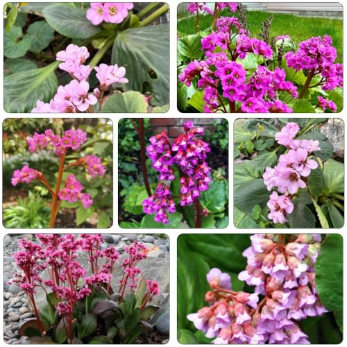 Bergenia semillas de perennes invernaderos de balcón semillas exóticas decoraciones jardín para exteriores bonsái verano cama elevada jardín prados 400pcs