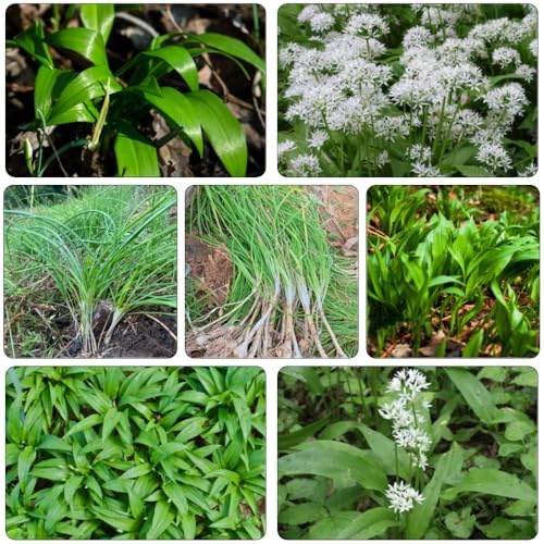 ajo silvestre de invierno silvestres semillas de primavera semillas verano ajo silvestre jardín 450pcs
