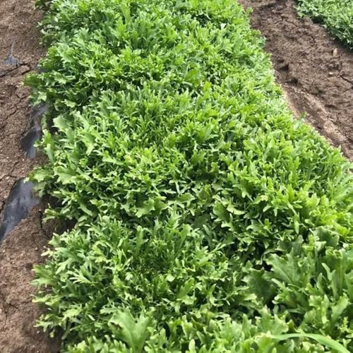 comprar endivias verdes orgánicas exóticas semillas de endibia decoraciones de jardín exteriores variedades raras vegetales antiguos trepadoras exóticas jardín 150Semillas