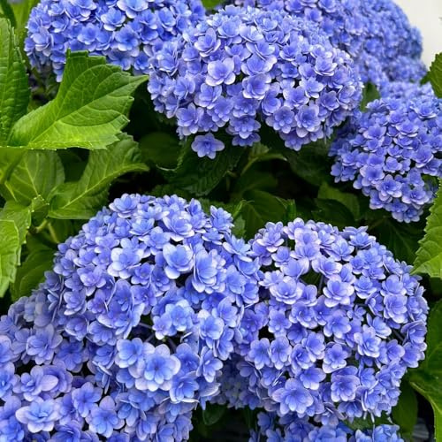 semillas de hortensia - perennes resistentes, balcón variedades antiguas 100pcs