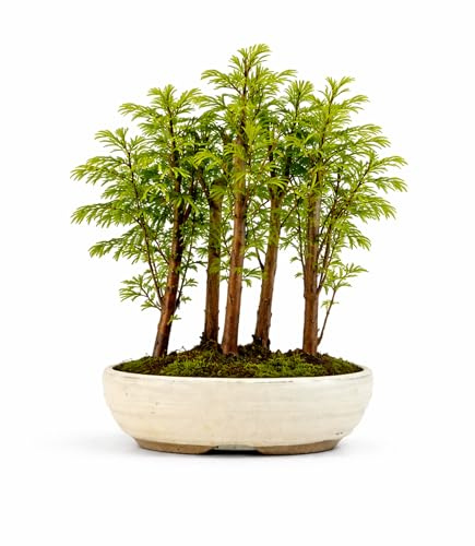 Metasequoia Forest Bonsai Tree – Dawn Redwood Mini Forest – Outdoor Bonsai in Ceramic Pot – Real Live Tree – Unique Gift – 18cm Pot