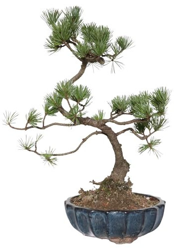 KENTIS - Bonsai Pinus Parviflora Pentaphylla - Pino Bianco Giapponese - Piante Vere da Esterno Giardino Terrazzo - H 35-45 cm Vaso in Ceramica Ø 21 cm