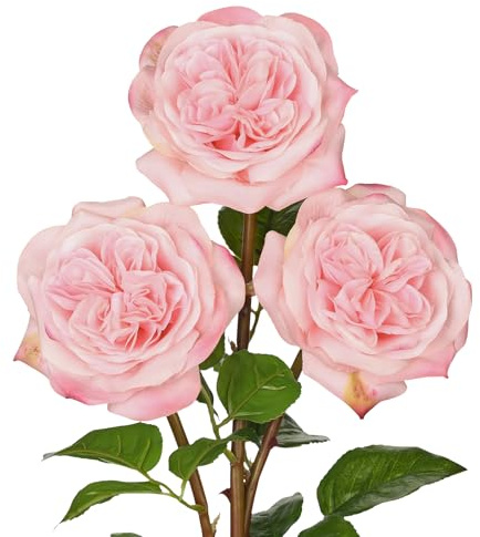 Hollyone 12cm Große Kunstrosen Rosa 3 Stück Realistische Kunstblumen Rosen Seide 62cm Einzelne Rosen Künstliche Blume für Blumenarrangements Hochzeit Sträuße Party Haus Dekoration