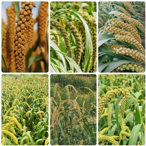 Kolbenhirse, pflanzensamen Setaria italica, gemüsesamen alte sorten kräutergarten balkon gemüsesamen bio seltene 300Samen