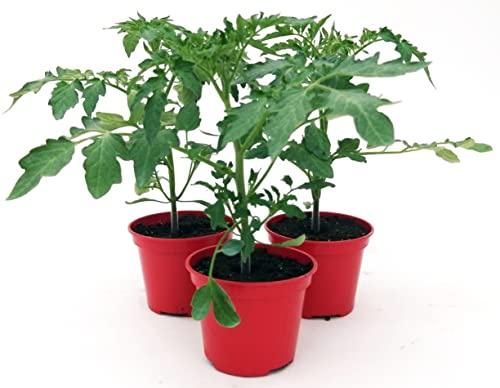 POWERS TO FLOWERS - POMODORO TRIS: CILIEGINO ROSSO, DATTERINO GIALLO, CAMONE NERO, 3 PIANTE, Vaso 10cm, piante vere