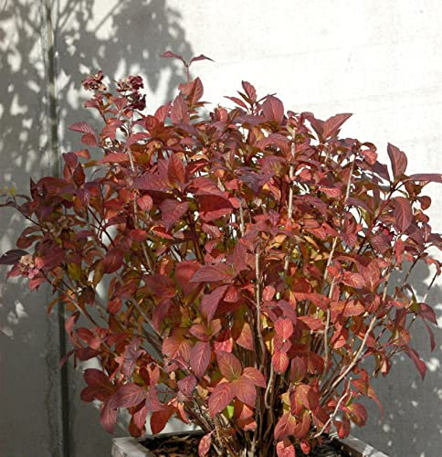 Bauernhortensie Tovelit 30-40cm - Hydrangea macrophylla