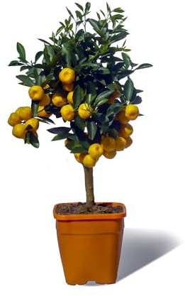 Mandarino Natural de Calidad Cultivo Profesional para tu Hogar