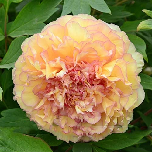 Pfingstrosen Zwiebeln, Mysteriöse magische Glühbirne, Lebende Pflanzen,Seltene Pflanze,Mehrjährige Blumenzwiebel ist winterhart,Leicht Zu ZüChten,Exotisch, Blumenzwiebel Mix,Hausgarten,-2zwiebeln-G