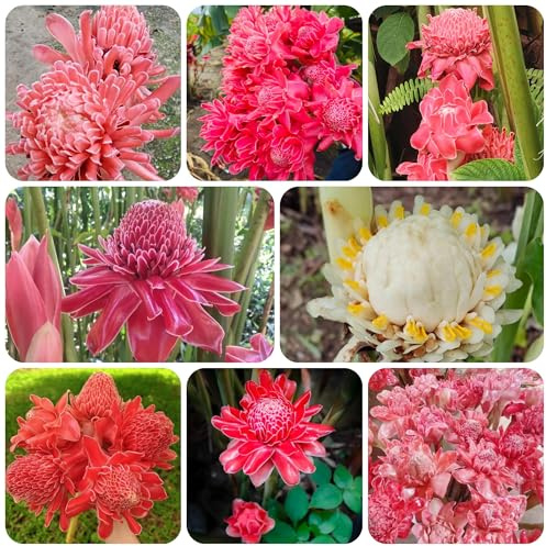 etlingera elatior - blumenwiese mehrjährig wildblumen balkonblumen schnittblumen bodendecker winterhart mehrjährig steingartenpflanzen hochbeet 10samen