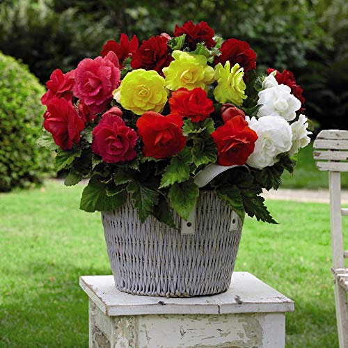 Begonia Tubers Corms Bulbs Double Mixed Upright Half-Hardy Tuber Corms Garden Plants Easy to Grow Your Own Garden Flower Plants 5X Bulbs by Thompson and Morgan (5)