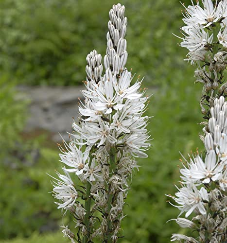 Affodill Albus - Asphodelus albus - lebende Gartenpflanze aus den Baumschulen