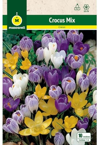 Mascarell Semillas, CROCUS MEZCLA DE COLORES, Semillas Bulbosas, Bulbos de Flores Otoño Fácil de Cultivar, Bolsa 10 Bulbos