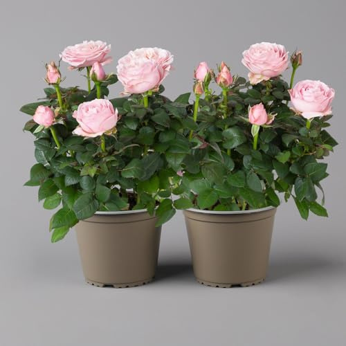 Kölle's Beste! Rose Infinity, rosa, Topf-Ø 14 cm, 2 Pflanzen