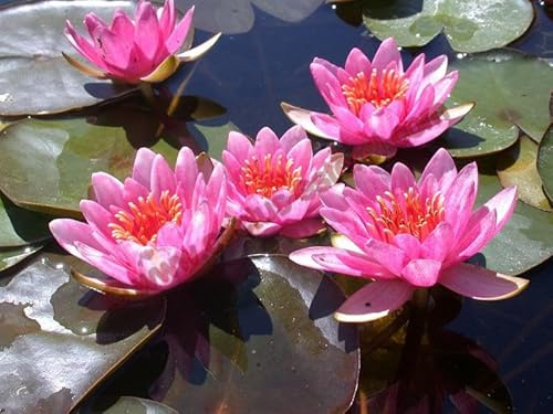 Ninfea 'Maurice Laydeker' – Pianta Acquatica Viva a Radice Nuda Fiore Rosa Intenso – Per Laghetti, Vasche e Stagni – Fioritura Estiva Prolungata – Coltivata in Italia