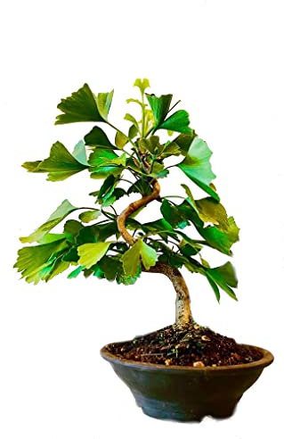 Bonsái de Ginkgo Biloba Árbol para principiantes