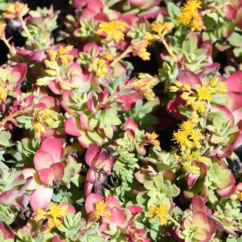 Pianta vera di Sedum palmeri - Diametro Vaso Ø 15 cm