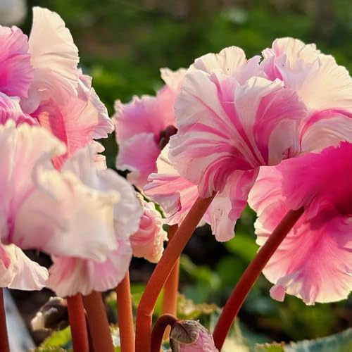 ciclamino - balconeto in vaso semi di selvatici da ombra primaverili, resistenti in vaso rampicanti, da giardino roccioso decorazione floreale 250semi