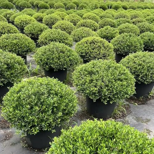 semi di agrifoglio vero, decorazione da giardino per esterni da giardino resistenti perenni da balcone, resistenti, 150pcs