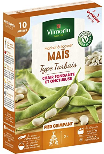 Haricot Grimpant à Ecosser Maïs (type Tarbais) - 10 m