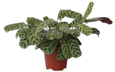 Plant in a Box - Ctenanthe Burle-Marxii - Zimmerpflanze - Fischgrät-Gebetspflanze - Topf 14cm - Höhe 30-40cm