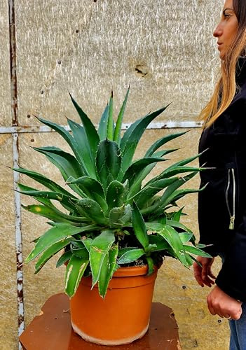 POWERS TO FLOWERS - AGAVE DESMETIANA Vaso 30cm diametro, Pianta Vera