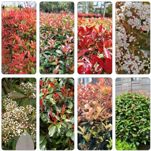 Photinia red robin - decorazione giardino balcone semi 700pcs