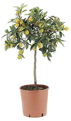 KENTIS - Fortunella Margarita - Plante de Kumquat - Plantes Vertes d'Extérieur - Arbres Fruitiers - H 70-80 cm Pot de Ø 20 cm