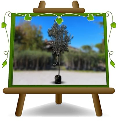 EURO PLANTS VIVAI Olivier Taggiasca plante fruitière en pot 22 cm hauteur 160~170 cm – Âge 4 ans