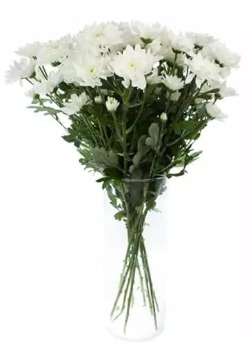 Ramo de Crisantemos Naturales Color Blanco con 100 Flores en Presentación Premium para Detalles Especiales Chrysanthemum