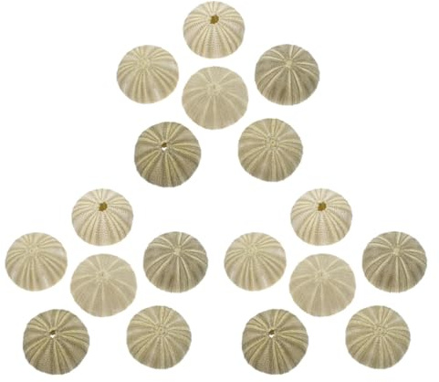 UPKOCH Coquilles d'oursins naturels 18 pcs pour décoration d'aquarium et Bricolage, Coquillages de Plage, Remplissage de Vase, Accessoires en Coquillages d'oursins, Usage Maison et