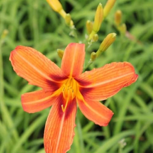 6x Lis d’un jour 'Rajah' – Hemerocallis 'Rajah' – Godet 9x9cm | Grandes fleurs rouge-orangé, très vigoureux