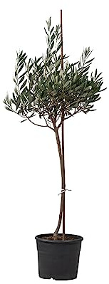 Olea Europaea El Árbol Natural Imprescindible para tu Espacio Exterior