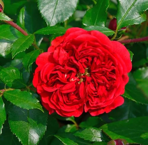 Hochstamm Rose Out of Rosenheim® 80-100cm - lebende Gartenpflanze aus den Baumschulen
