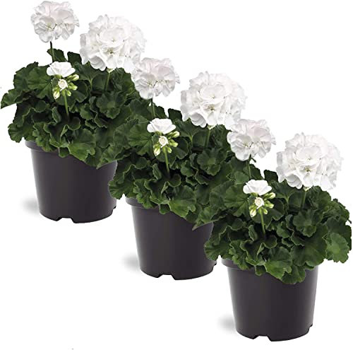 Pack de 3 Geranios Naturales con Flores de Muchos Colores