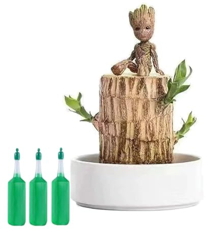 Mini legno fortunato brasiliano 2026, pianta in vaso idroponico (tronco d'albero), legno magico di bambù portafortuna germogliato per la purificazione dell'aria interna (a)