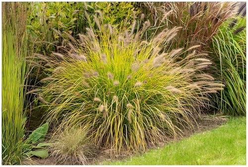Stauden Gänge 3 x Pennisetum alopecuroides 'Hameln Gold' winterhart | Goldenes Ziergras für Sonne bis Halbschatten, Blüte August bis Oktober, mehrjährig, 1 L Topf (11x11 cm)