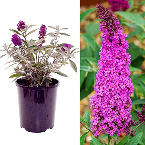 Buddleja Butterfly Towers Magenta Shrub - Strong Plant in a 9cm Pot - Buddleja Magenta Butterfly Bush (1 Plant)